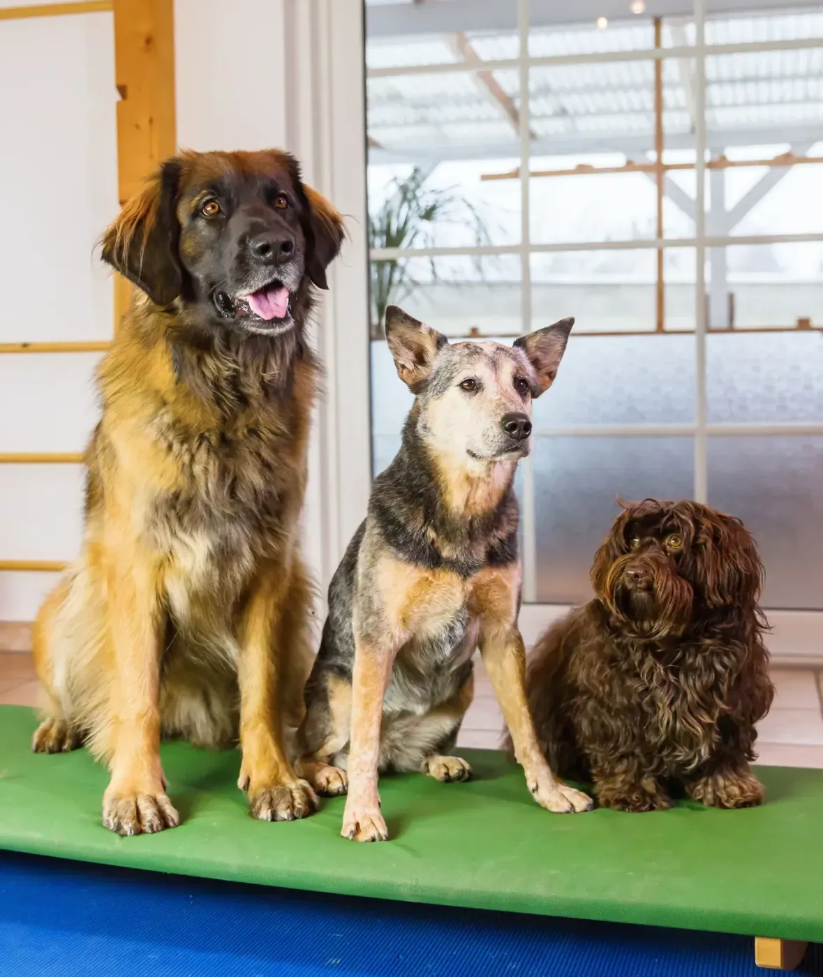 Dog Daycare at Lillian Ruff Pet Spa