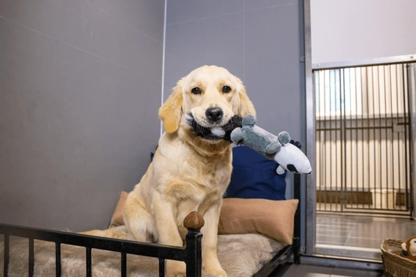 Boarding - Private kennels with full daycare included, comfortable overnight stays