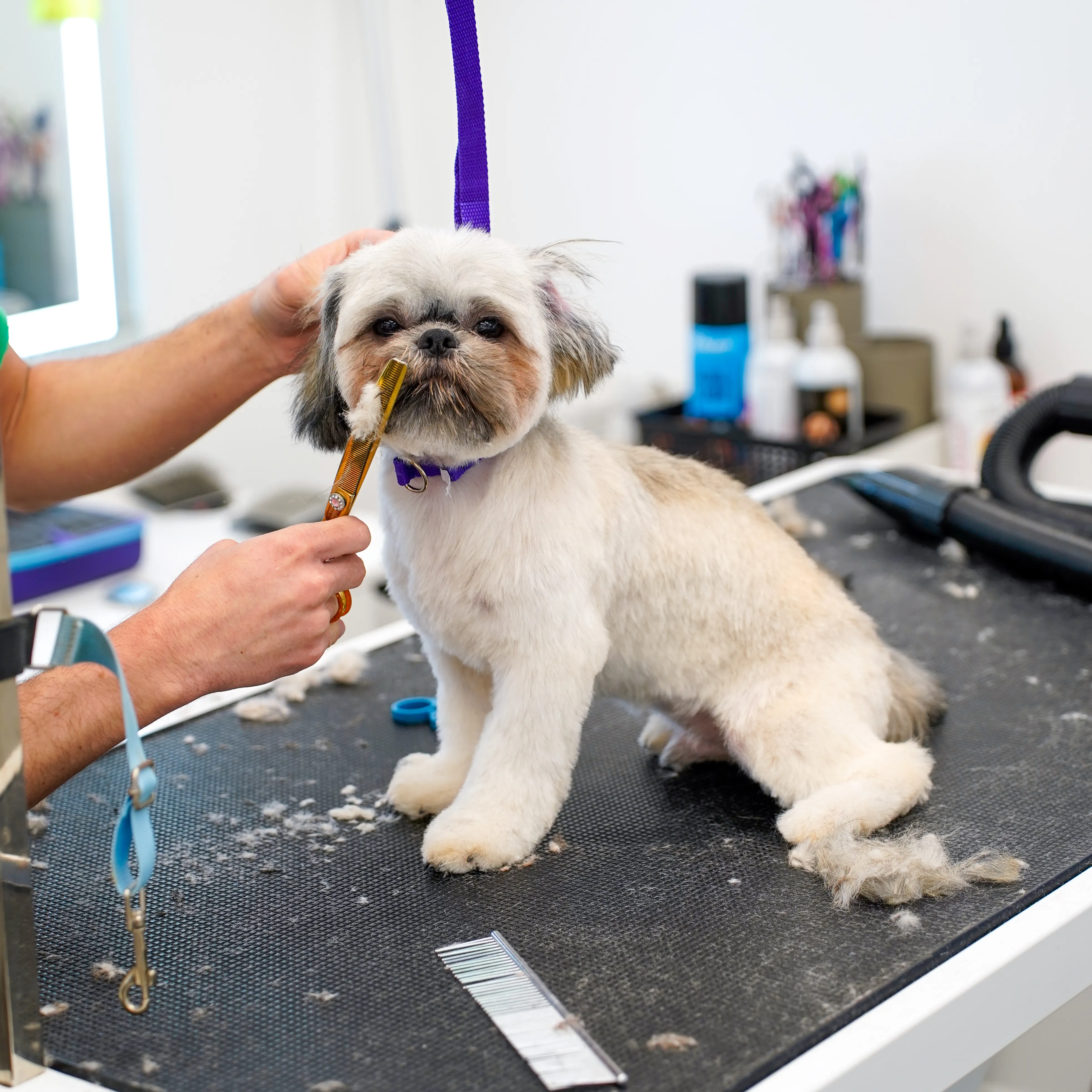 Professional Dog Grooming