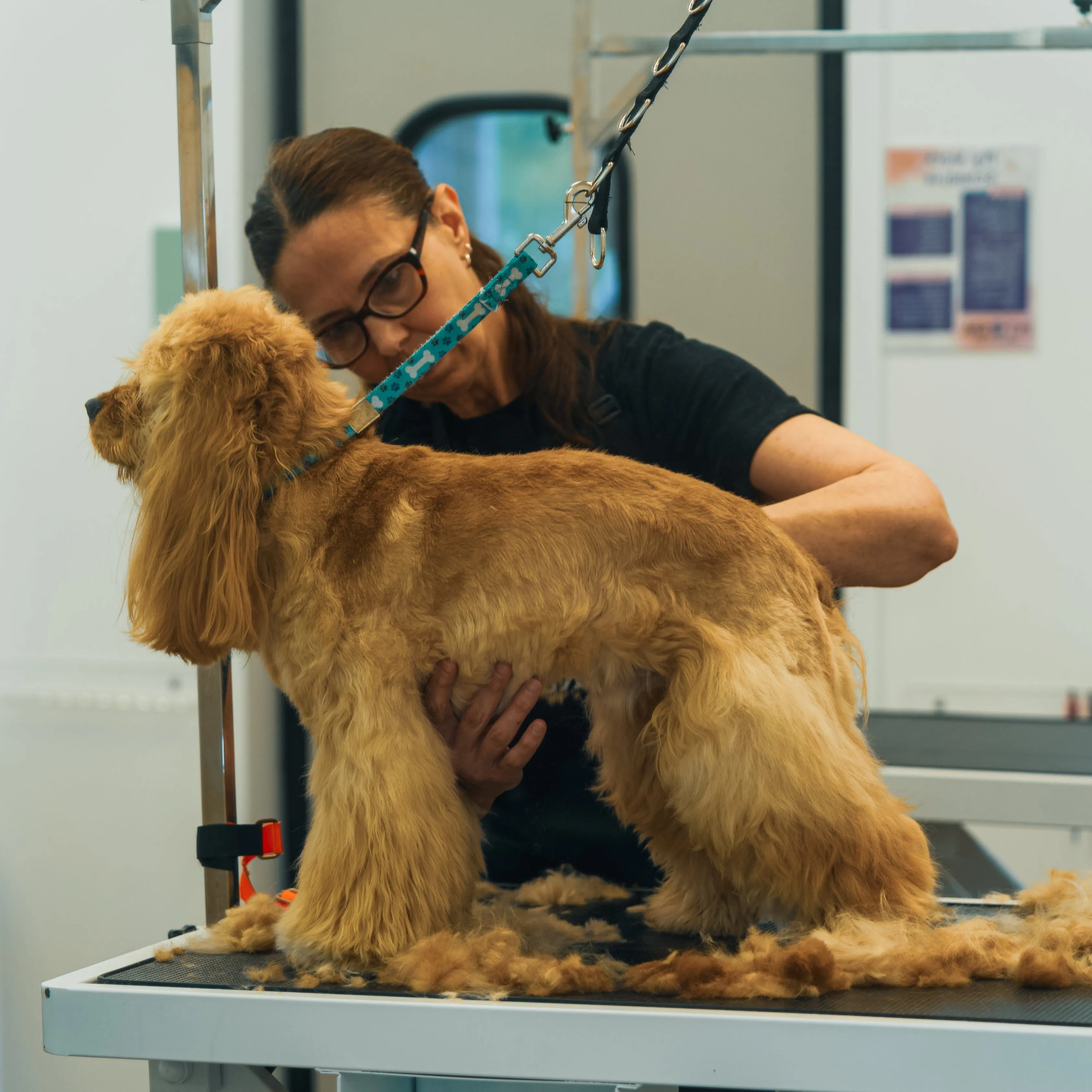 Grooming - Professional bath, brush, nail trim, and styling for your pup