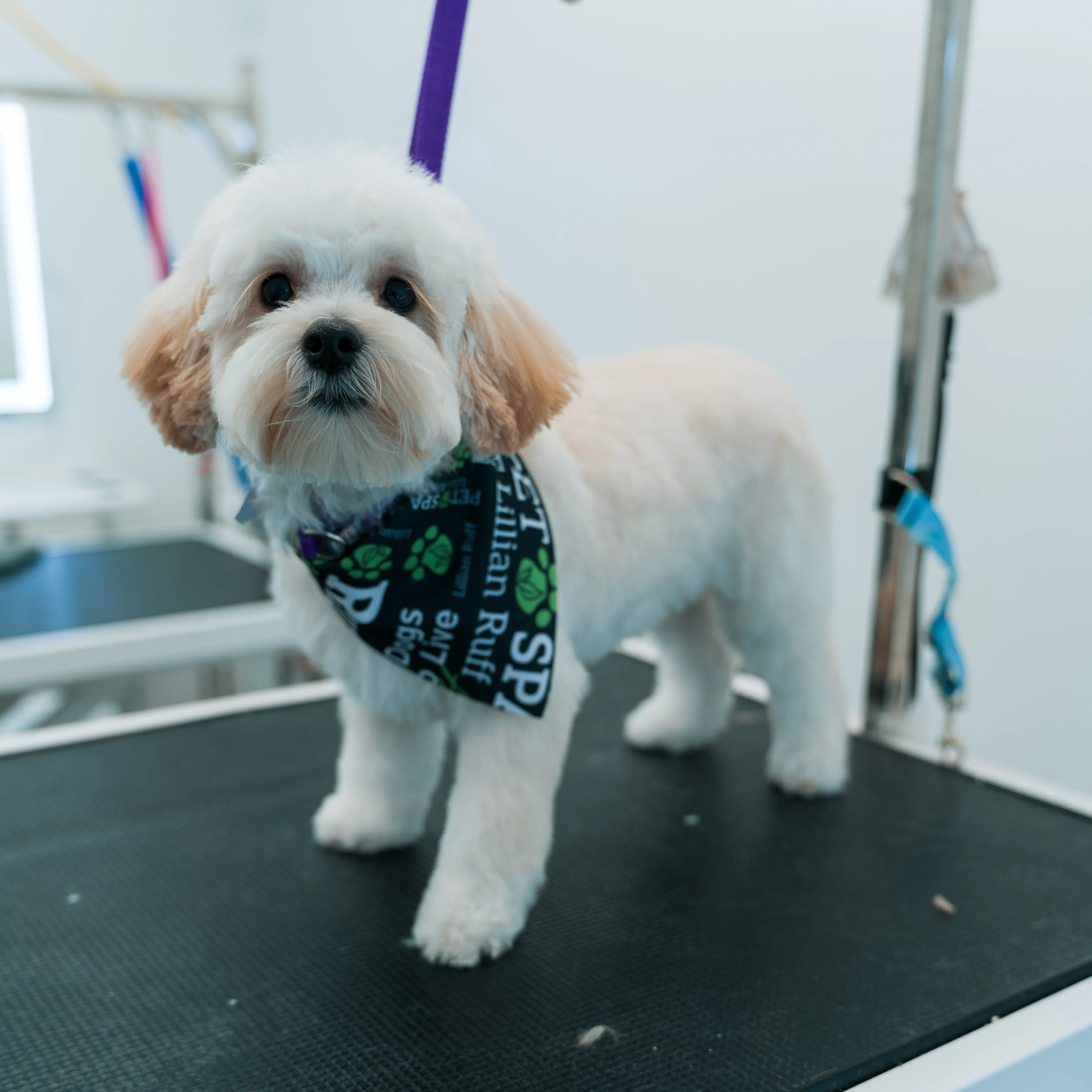 After: Maltipoo grooming transformation